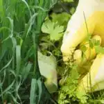 Украинка открива начин да се отърве напълно от пшеничната трева