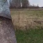 Украинка показва как да се отървем завинаги от пшеничната трева