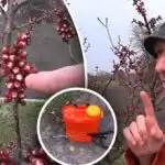 Важно е да не пропускате момента: кога да третирате каменните дървета срещу монилиоза Важно е да не пропускате момента: кога да третирате каменните