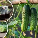 Забравете за горчивите краставици: експертът посочва просто правило за сладка реколта Забравете за горчивите краставици: експертът посочва просто правило за сладка