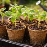 Защо е най-добре пролетният разсад от домати да се засажда в торфени саксии за мощна реколта zashto-e-nay-dobre-proletniyat-razsad-ot-domati-da-se-zasazhda.png