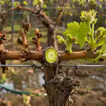 Защо гроздето не дава плод през пролетта след замръзване и как да съживим лозата zashto-grozdeto-ne-dava-plod-prez-proletta-sled-zamrazvane-i.png