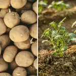 Защо картофите на съседа ви са по-добри: всичко се дължи