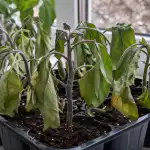Защо разсадът от патладжан увяхва в саксията и как да го спасим бързо zashto-razsadat-ot-patladzhan-uvyahva-v-saksiyata-i-kak-da.png