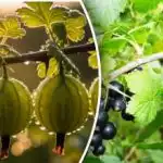 Застрашена реколта: защо касисът и цариградското грозде намаляват и как