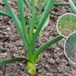 Жълтите листа на чесъна и лука стават отново зелени след